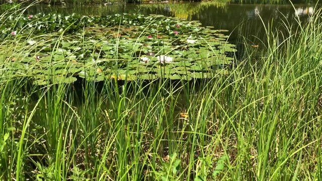 Pink water lilies with green leaves around them in a pond reflects blue sky and sunshine, light wind moves grass