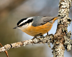 Nuthatch Stock Photos. Close-up profile view perched on a tree branch in its environment and habitat with a blur background, displaying feather plumage and bird tail.  Image. Picture. Portrait