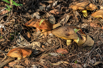 Macro close up shot of mushrooms and undergrowth in nature