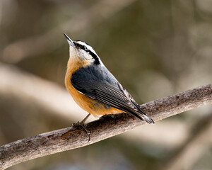 Nuthatch Stock Photos. Close-up profile view perched on a tree branch in its environment and habitat with a blur background looking towards the sky, displaying feather plumage and bird tail.  Image. 