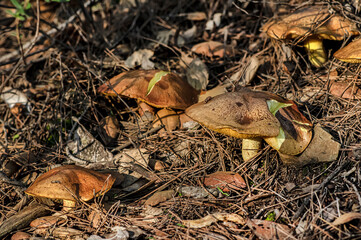 Macro close up shot of mushrooms and undergrowth in nature