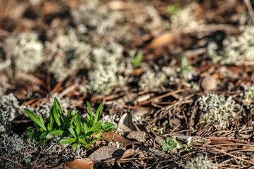 Macro close up shot of mushrooms and undergrowth in nature