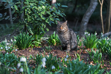 Cat and snowdrop. The cat is sitting in the garden and basking in the sun. Snowdrops bloom in the garden in early spring.
