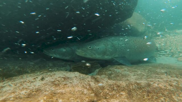 Freshwater fish Common huchen (Hucho hucho) in the beautiful clean river. Underwater footage with nice bacground and natural light. Wild life animal. Swimming predator fish in the river habitat.
