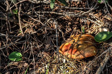 Macro close up shot of mushrooms and undergrowth in nature