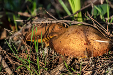 Macro close up shot of mushrooms and undergrowth in nature