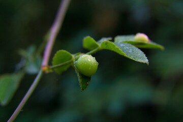 two small green stem
