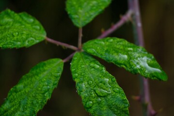 water drops on green leaf of wild plant