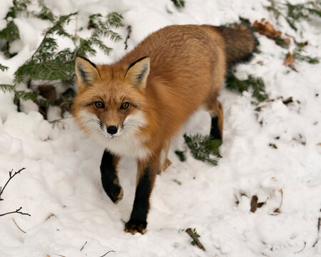  Red Fox Stock Photos.  close-up profile view in the winter season in its environment and habitat with snow background displaying bushy fox tail, fur. Fox Image. Picture. Portrait.