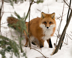 Red Fox Stock Photo. Red fox looking at camera in the winter season in its environment and habitat...
