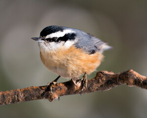 Nuthatch Stock Photos.  Close-up profile view perched on a tree branch in its environment and habitat with a blur background, displaying feather plumage and bird tail. Image. Picture. Portrait.