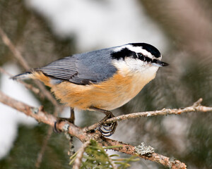 Nuthatch Stock Photos.  Close-up profile view perched on a tree branch in its environment and habitat with a blur background, displaying feather plumage and bird tail. Image. Picture. Portrait.