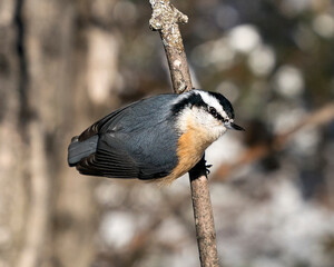 Nuthatch Stock Photos. Close-up profile view perched on a tree branch in its environment and habitat with a blur background, displaying feather plumage and bird tail.  Image. Picture. Portrait.