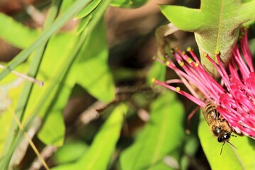 Western Honey Bee (Apis mellifera) looking out from Grevillea flower, South Australia