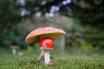 two red toadstools on a green meadow and in front of a forest