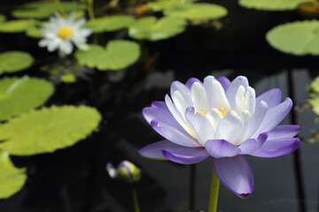 Beautiful purple water lilies surrounded by green leaves
