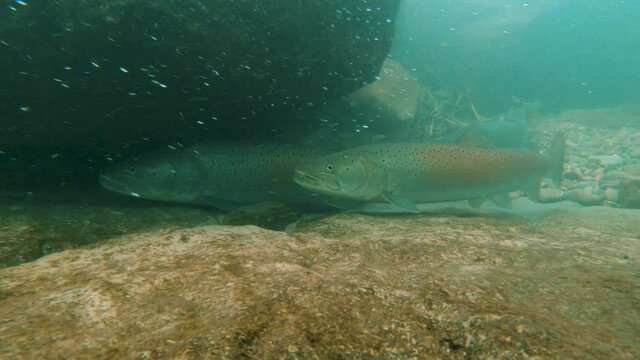 Freshwater fish Common huchen (Hucho hucho) in the beautiful clean river. Underwater footage with nice bacground and natural light. Wild life animal. Swimming predator fish in the river habitat.