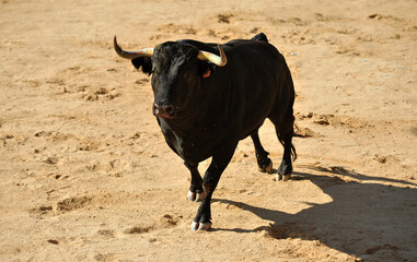 toro negro español