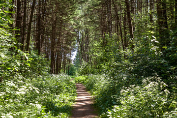 Spring or summer forest on a sunny morning. Natural background or landscape.