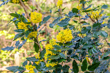mahonia or oregon grape, Mahonia aquifolium