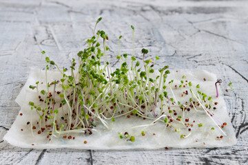 Microgreen sprouts background. Vegetarian healthy concept.