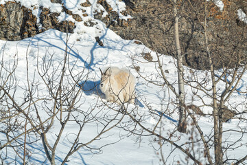 Side profile of a fluffy white mountain goat seen in winter time with snowy, snow covered rock side, cliff face and birch tree in view. 