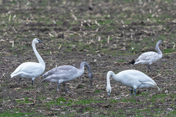 Young and Adult Trumpeter Swans (Cygnus buccinator) Feeding on Winter Fields