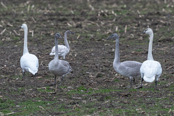 Young and Adult Trumpeter Swans (Cygnus buccinator) Feeding on Winter Fields