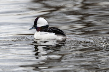 Swimming Male Bufflehead (Bucephala albeola)