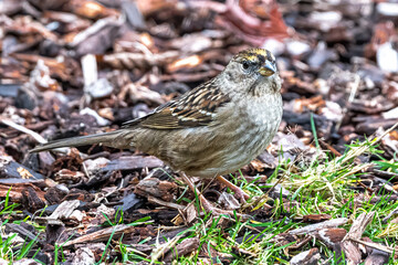 Non-breeding Golden-crowned Sparrow (Zonotrichia atricapilla)