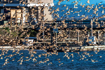 Larger Flock of Shorebirds at Westport, WA