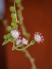 Bloom from Succulent plant String of Pearls plant