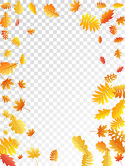 Oak, maple, wild ash rowan leaves vector, autumn foliage on transparent background.