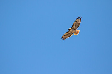 Hawk in San Luis Obispo, California Wildlife