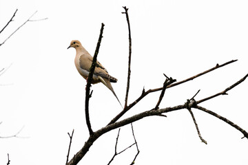 Dove on a Branch in San Luis Obispo California, Wildlife on the Central Coast
