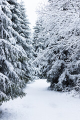 Beautiful snowy forest. Magical winter forest landscape or background. Vertical orientation