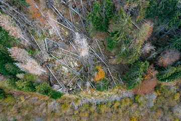 Aerial view of a forest devastated by a storm due to cliamte change. There are a lot of fallen trees.