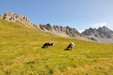 Fototapeta na wymiar Two cows are grazing on the meadow in Dolomites with mountain background 