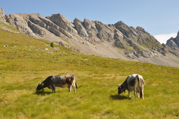 Obraz premium Two cows are grazing on the meadow in Dolomites with mountain background 