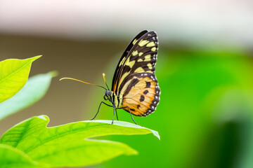 Ein Schmetterling beim putzen.