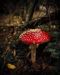 fly agaric mushroom