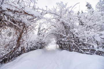 A walking tunnel of snow covered trees in northern Canada. Stunning blue sky above with winter wonderland vibes and feel in Yukon Territory. 