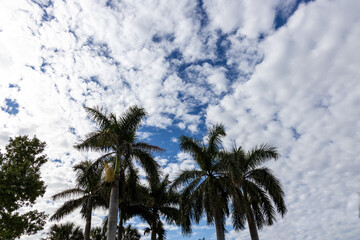 Fototapeta na wymiar Palm trees with a beautiful blue sky background.