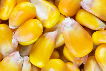 yellow corn kernels with visible details. Background or texture
