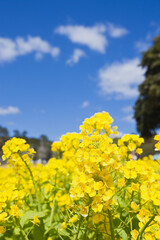 青空の下の満開の菜の花畑	