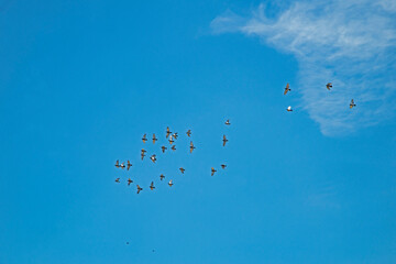 A flock of birds fly in sequence in a clear blue sky.