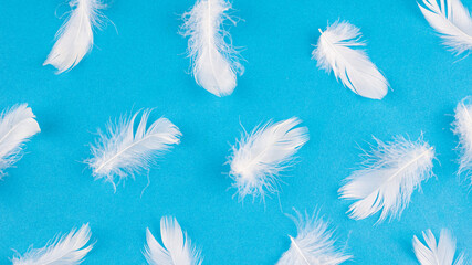 white duck feathers on a blue background