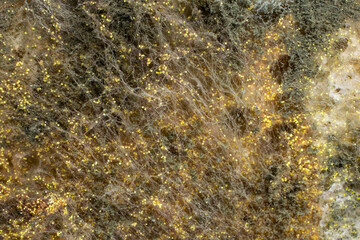 Fototapeta na wymiar yellow mold spores macro shot with detail visible