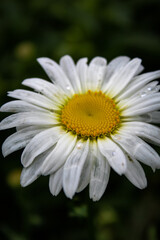 daisy flower closeup