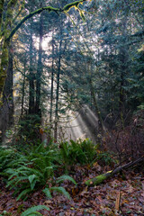 Sunlight streaming through the forest leaves on Vancouver Island, Canada